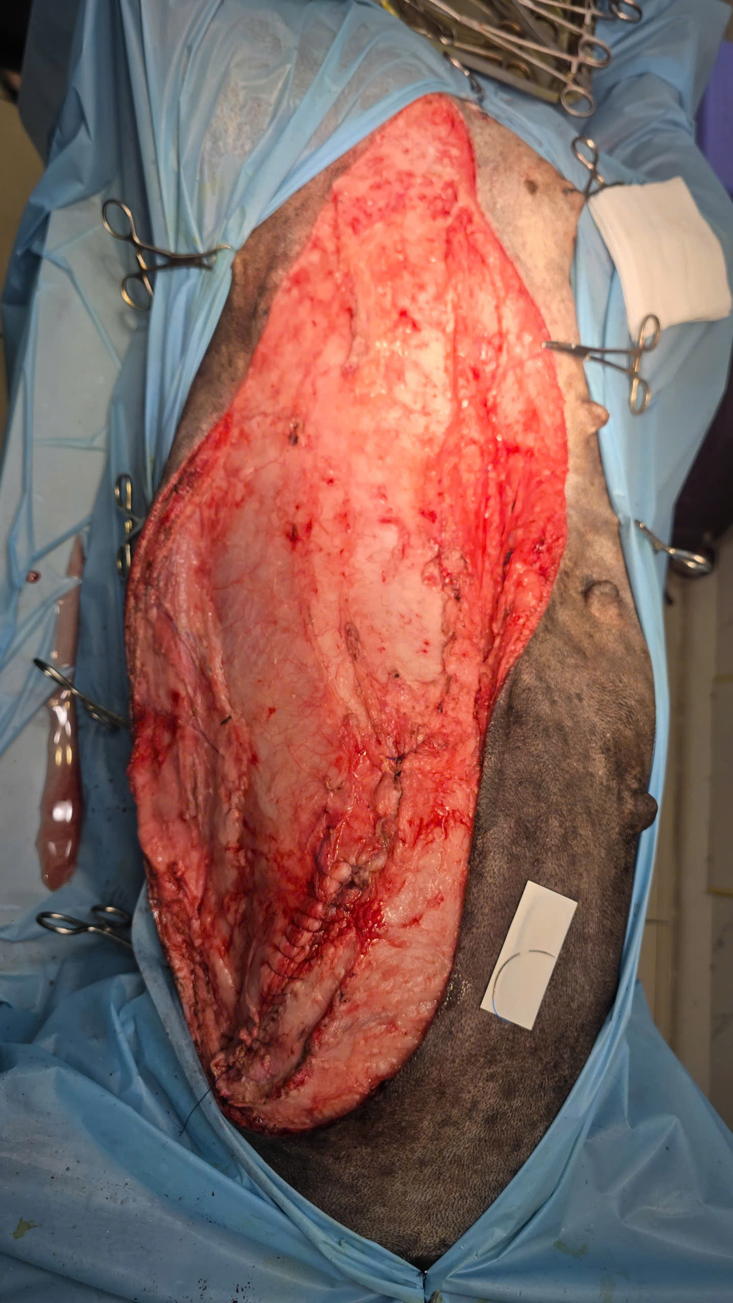 Bệnh viện Thú Y Gia Kiệm - Hình 7